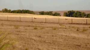 Kayser Outffiter tips700 181010 155004