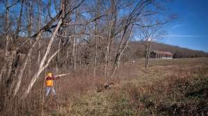 Kentucky bobwhite flush KDFWR cropped