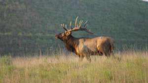 Kentucky elk beauty