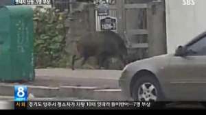 Korea Pig640 181010 155033