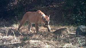 LA mountain lion 181004 104214
