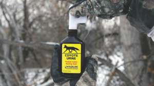 LEAD Coyote Scents