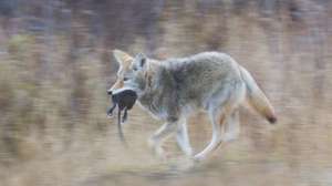 LEAD i Stockironman100 531163969 copy