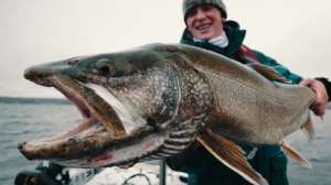Lake trout sight fishing beauty