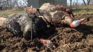 Lead Bowhunting Blunder beauty low res