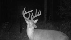 Leaning Brow 2015 copy