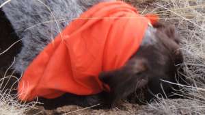 Linden Bored Dog1 181003 161234