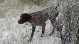 Linden Dog Inn Snow 181003 160639