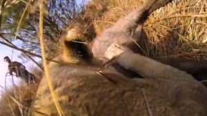 Lione Kill Go Pro Screen Shot 2014 10 28 at 841 181010 154850