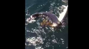 Live Leak Shark Screen Shot 2014 07 24 at 1121 181010 154932