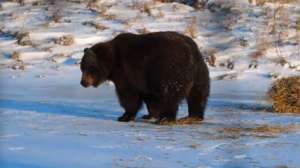 Live Leak Bearand Hay 181010 154706