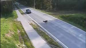 Live Leak Deer Crossing 181010 154737