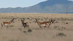 Live Pronghorn cropped