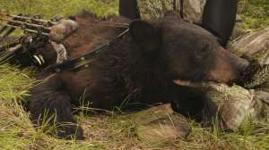 Loaded for bear beauty