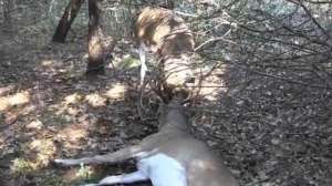 Locked Deer 181010 154829