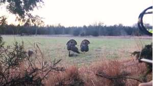 Magnus bullhead video