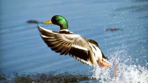 Mallard Drake lifting from water Photo by US Fish and Wildlife Service