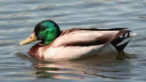 Mallard drake on water Photo USFWS