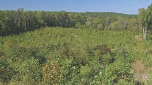 Managing forest for deer