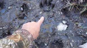 Mark Kayser wolf tracks 640 181003 160351