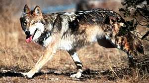 Mexican wolf 181004 104037