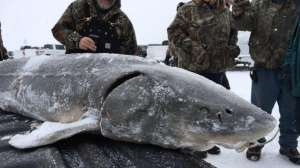 Michigan sturgeon beauty