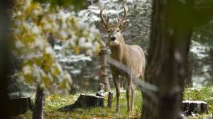 Michigan whitetail