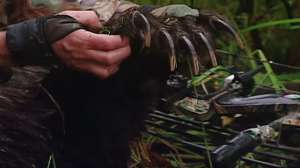 Miranda alaska brown bear