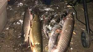 Misissquoi Bay muskie poached fish