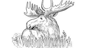 Moose GFX 181003 155124