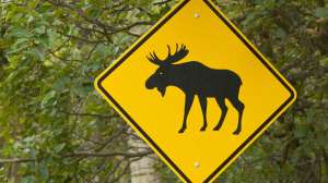 Moose Xing i Stock