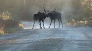 Moose Fight Injury1 181010 154717