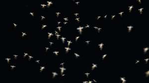 Mosquitoes i Stock 000001742458 Large 181003 161811