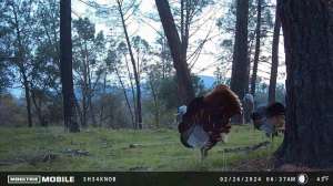 Moultrie Mobile turkey gobbling