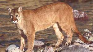 Mountain Lion Credit USDA 181003 161306