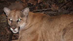 Mountain Lion GOV P22 Smaller File 181003 161915