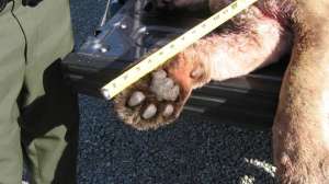 Mountain Lion leg paw