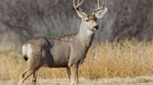 Mule Deer