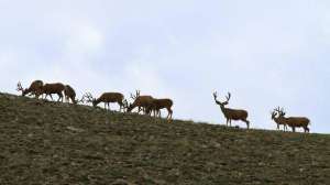 Mule deer on horizon