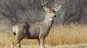Mule Deer