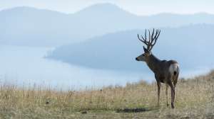 Mule Deer00524