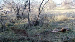 Mule Deer Poached RREDIT Idaho Fishand Game 181003 155949