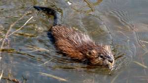 Muskrat 181003 161255