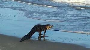Myrtle Beach gator