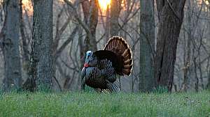 NWTF Wild Turkey 043 M