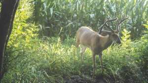Nebraska double drop buck corn