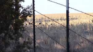 Nebraska Public Land Turkeys 181010 154713