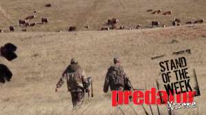 Nemnich Cows 181010 154723