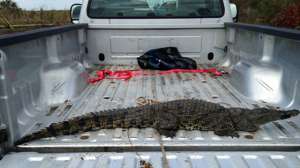 Nile Croc Credit Mike Rochford Everglades National Park 181003 161553