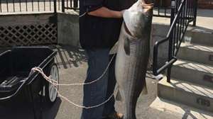 Ny Striped Bass Credit NDEC 181003 160433